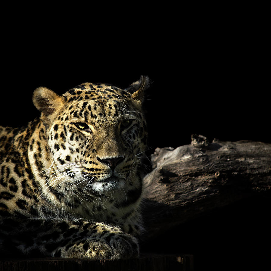 Leopardo Photograph by Pvicens