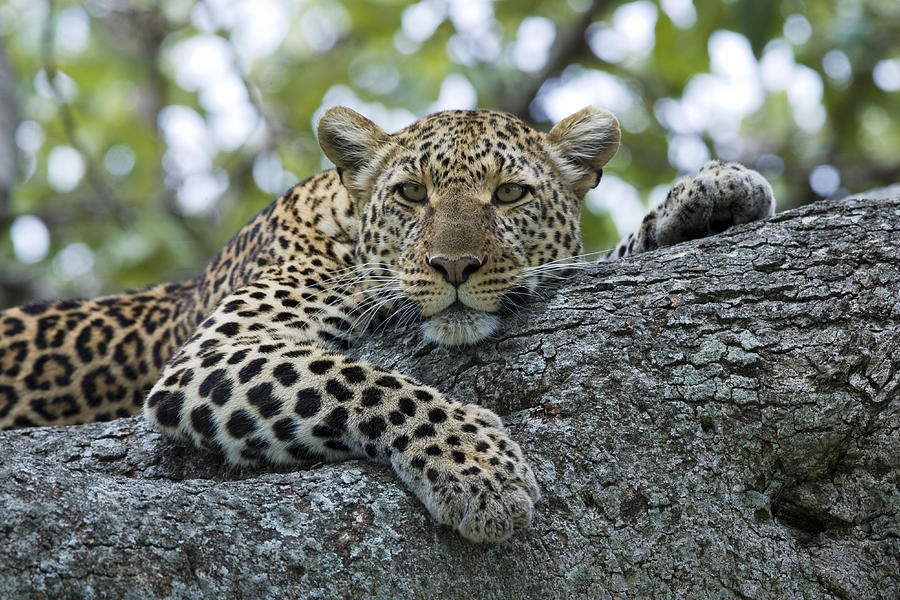 Leopard Watching from Fig Tree Photograph by Elliott Neep