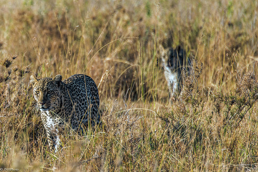 Leopards Photograph by Jnhphoto