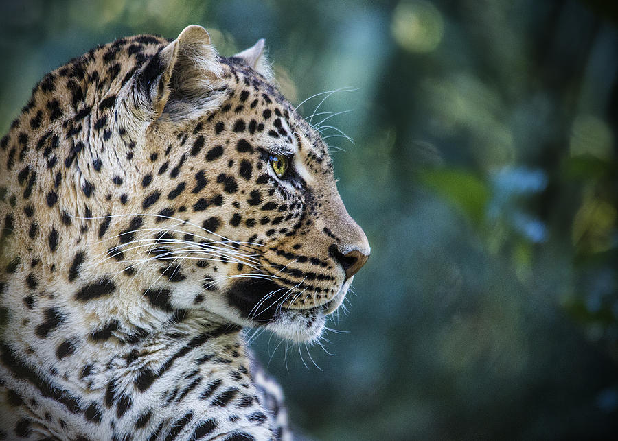 Cat Photograph - Leopards Look by Jaki Miller