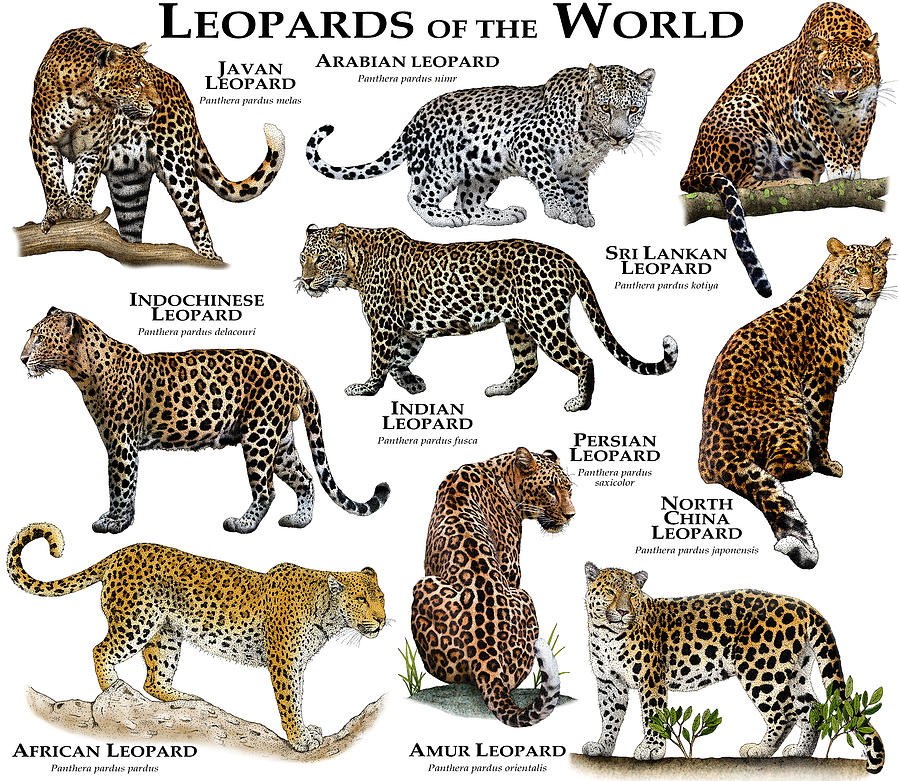 Leopards Of The World Photograph by Roger Hall
