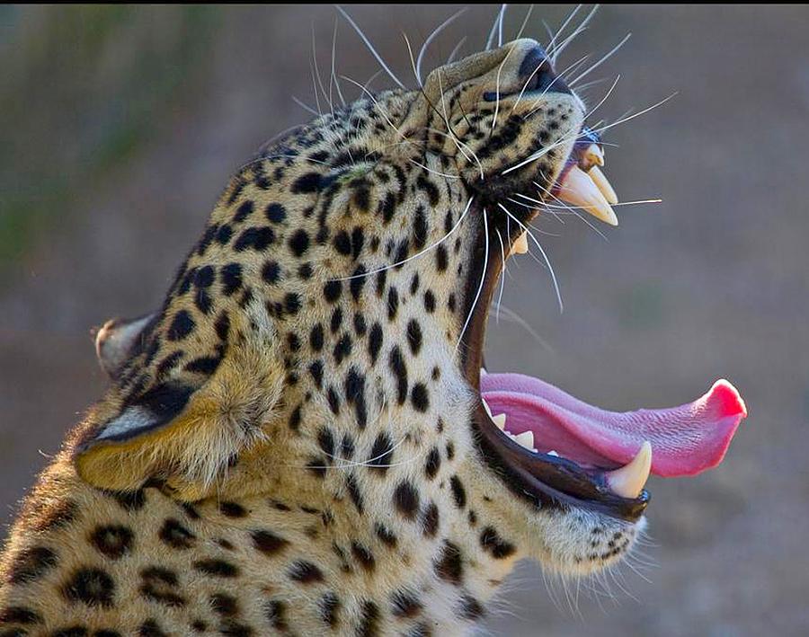 leopard roar sound effect
