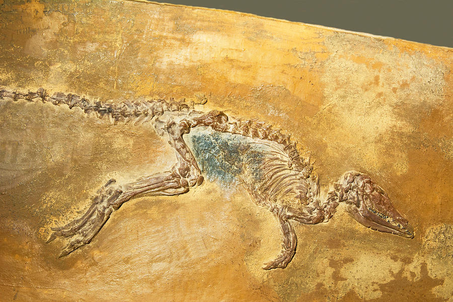 Leptictidium Auderiense Weasel Fossil Photograph by Millard H. Sharp