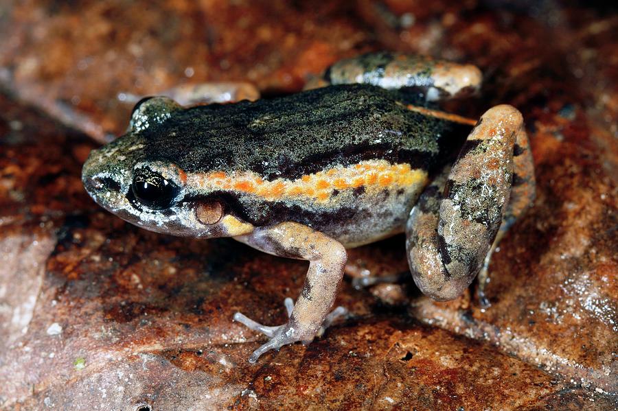 Leptodactylid Frog Photograph by Dr Morley Read/science Photo Library