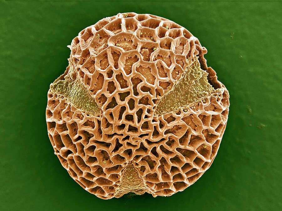 Leptoglossis Pollen Grain Photograph by Natural History Museum, London/science Photo Library