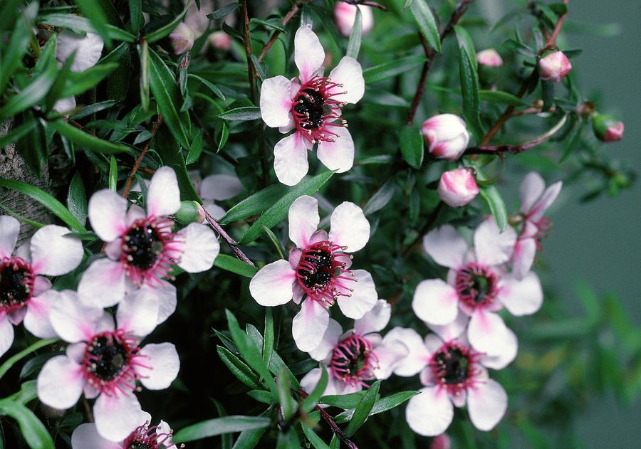 leptospermum-scoparium-nanum-photograph-by-m-p-land-science-photo