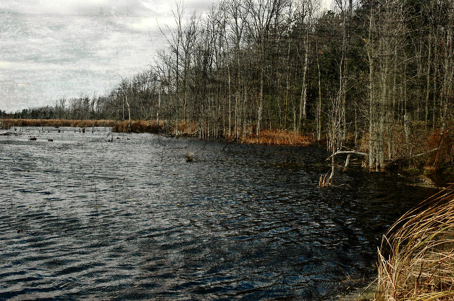 Leroy Swamps Photograph by Rhonda Barrett