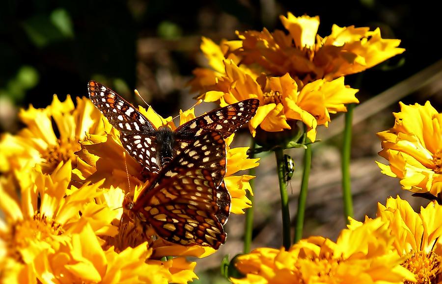 Les Papillon Photograph by Julia Hassett