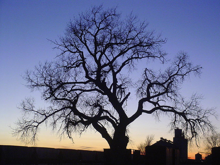 Sunset Photograph - Leslies Tree by Cary Amos