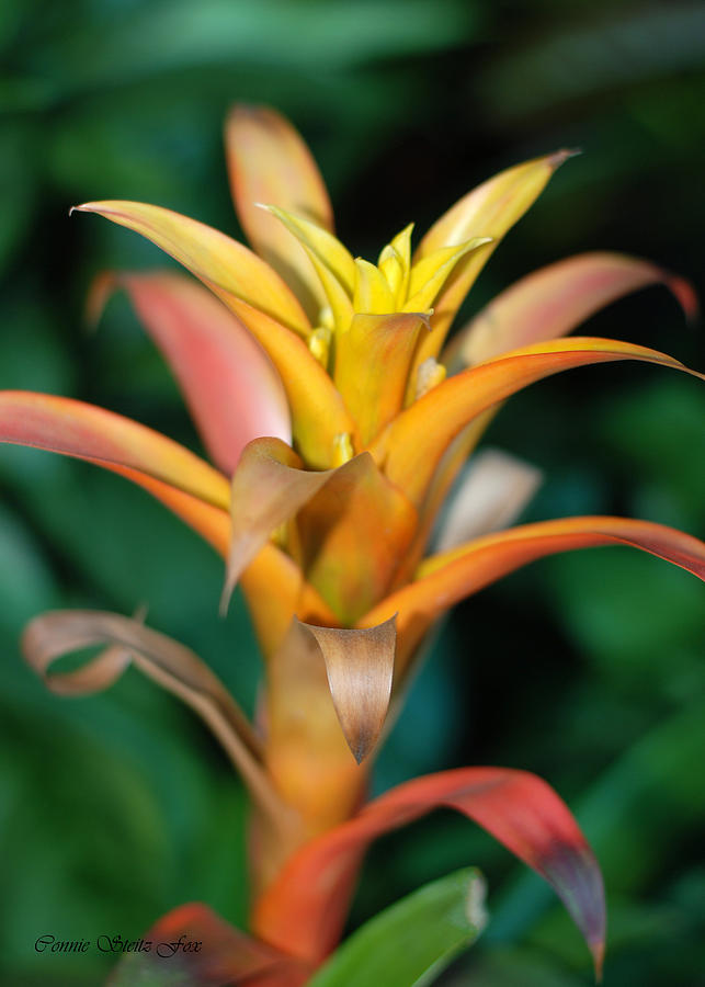 Less Than Perfect - Bromeliad Photograph by Connie Fox