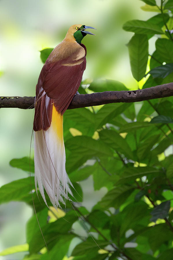 Lesser Bird Of Paradise Paradisaea Minor Photograph by Photo By K S Kong