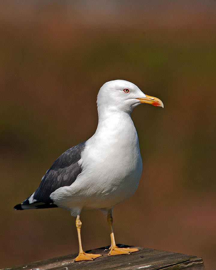 Lesser Black-Backed Gull Photograph by Paul Scoullar