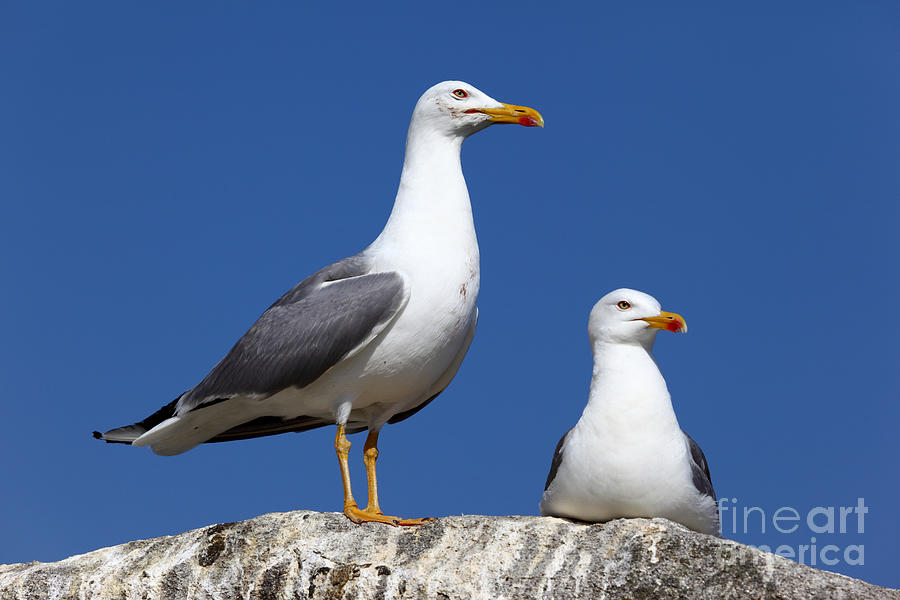 Lesser Black-backed Gulls Photograph by James Brunker
