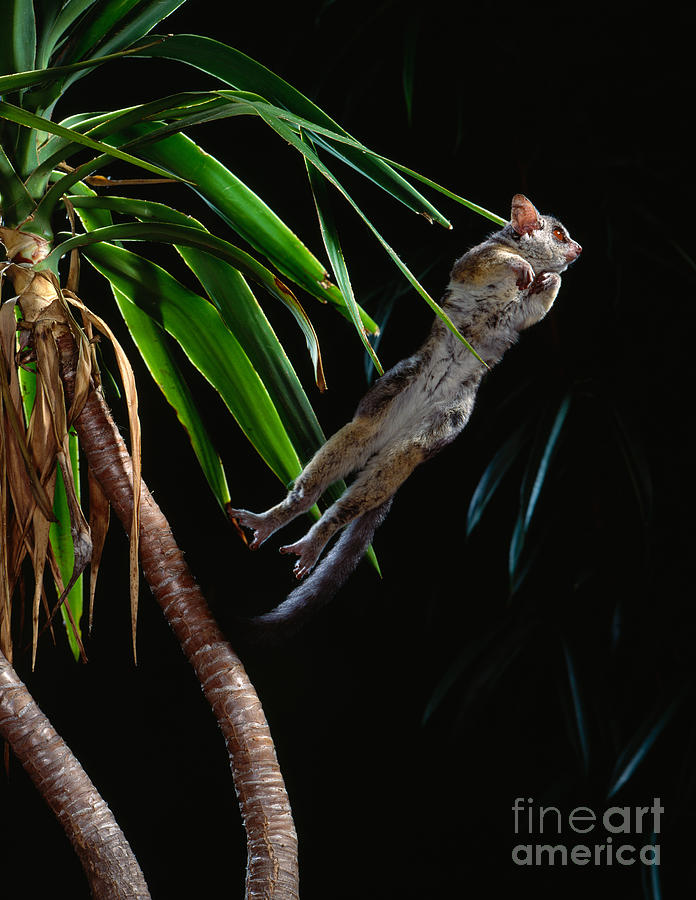 Mammal Photograph - Lesser Bushbaby Leaping by Stephen Dalton
