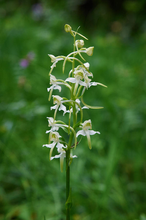 Lesser Butterfly-orchid Photograph by Jouko Lehto