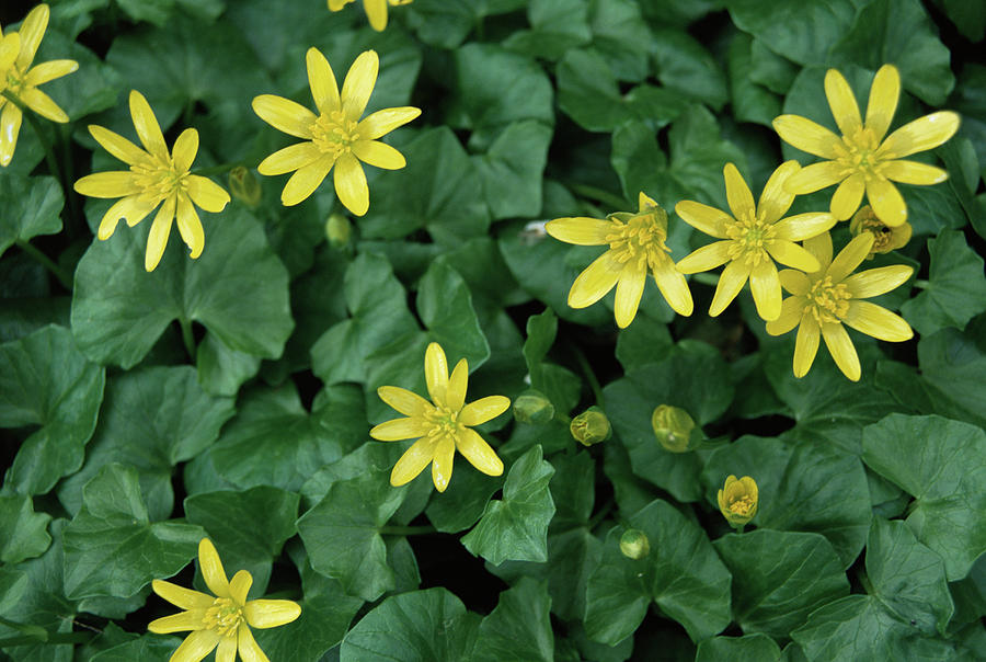 Lesser Celandine Ranunculus Ficaria Photograph By Lesley G Pardoe