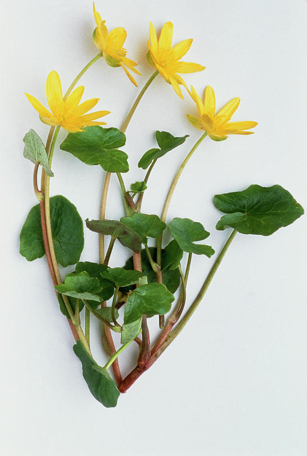 Lesser Celandine Photograph by Th Foto-werbung/science Photo Library