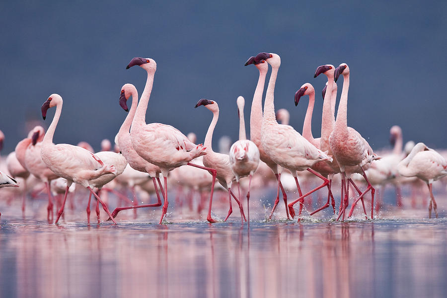 Lesser Flamingo Courtship Dance Lake Photograph by Elliott Neep