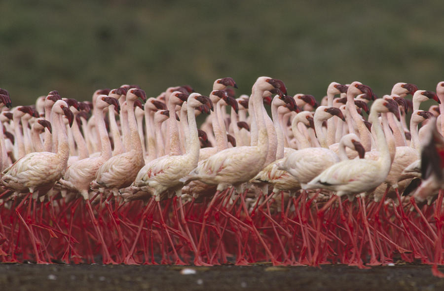 Lesser Flamingo Courtship Photograph by Tim Fitzharris