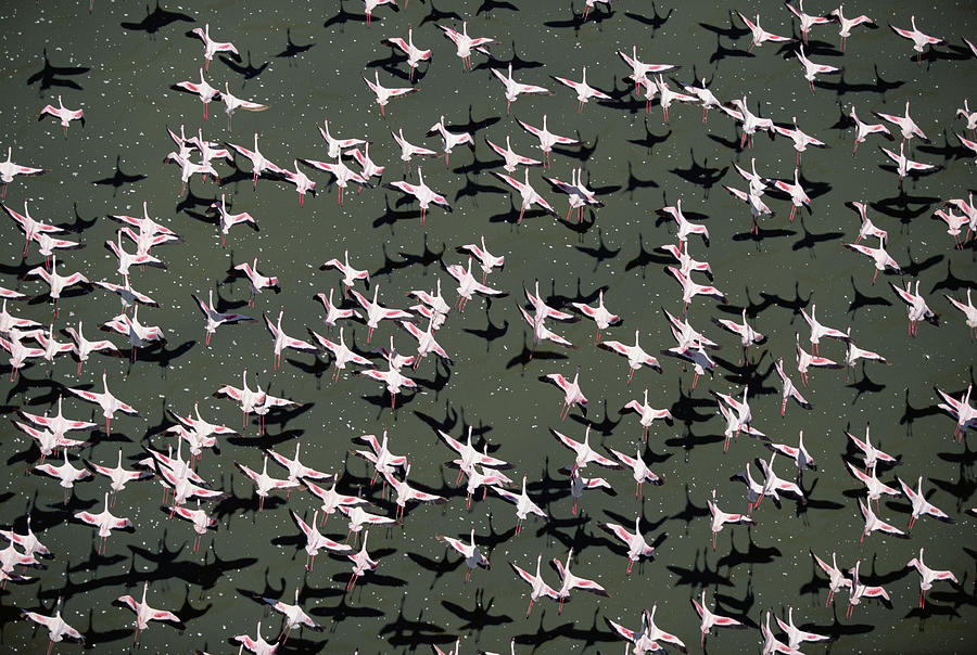 Lesser Flamingo Flock Flying Lake Kenya Photograph by Tim Fitzharris