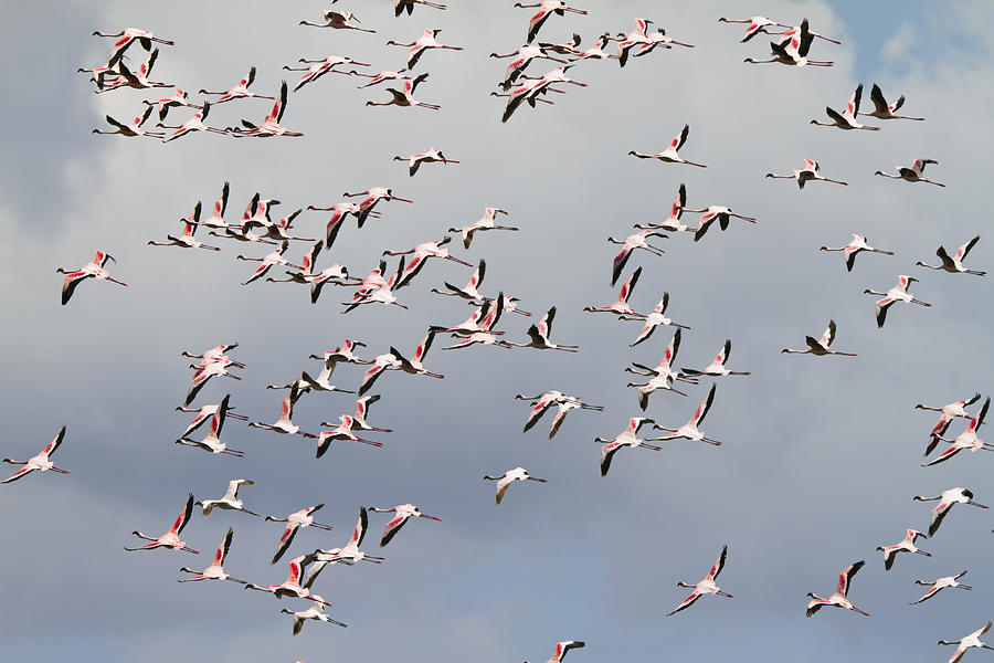 Lesser Flamingo Flock Flying Tanzania Photograph by Konrad Wothe