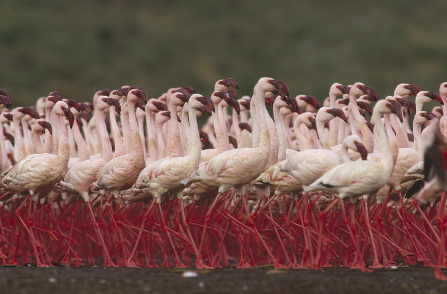 Lesser Flamingo Mass Courtship Photograph by Tim Fitzharris