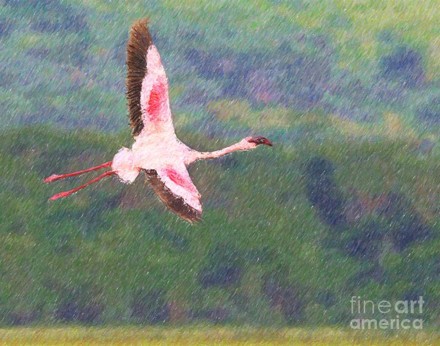 Flamingo Digital Art - Lesser flamingo Phoenicopterus minor flying by Liz Leyden