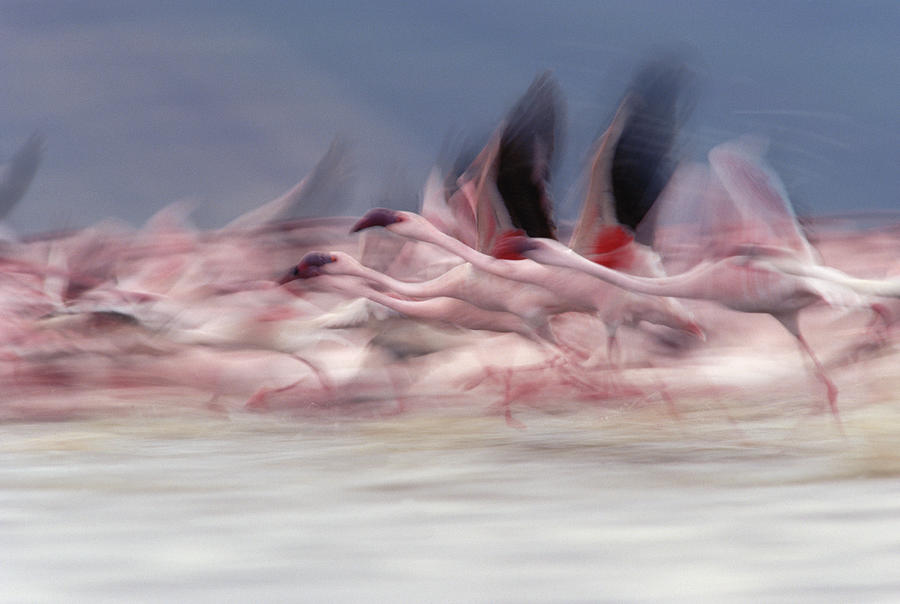 Lesser Flamingo Phoenicopterus Minor Photograph by Tim Fitzharris