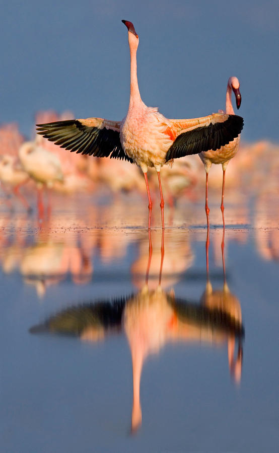 Flamingo Photograph - Lesser Flamingo Wading In Water, Lake by Panoramic Images