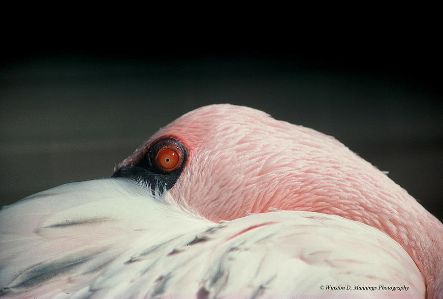 Lesser Flamingo Photograph by Winston D Munnings