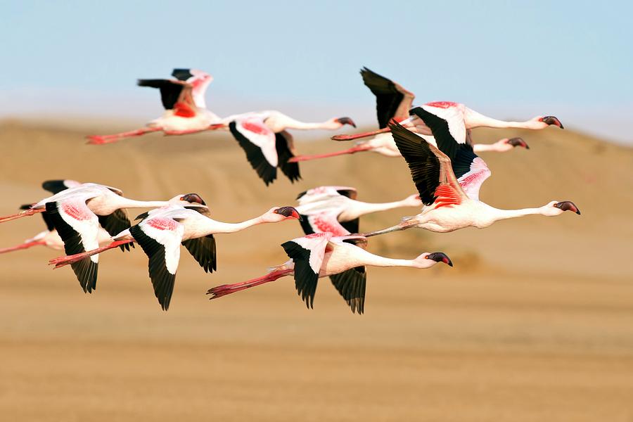Nature Photograph - Lesser Flamingoes In Flight by Tony Camacho