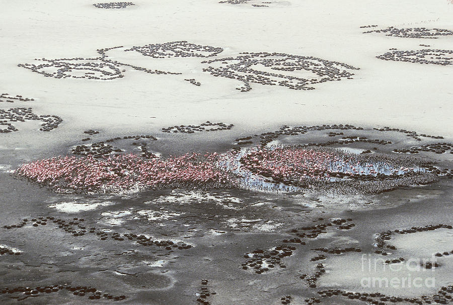 Wildlife Photograph - Lesser Flamingoes, Lake Natron, Tanzania by Gregory G. Dimijian, M.D.