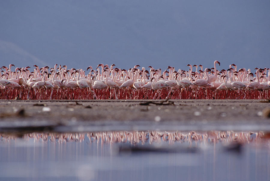 Lesser Flamingos In Mass Courtship Lake Photograph by Tim Fitzharris