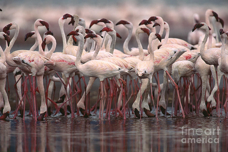 Flamingo Photograph - Lesser Flamingos, Kenya by Art Wolfe