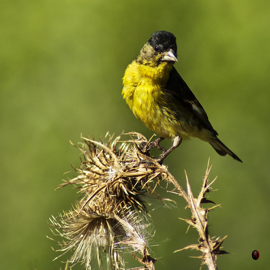 Nature Photograph - Lesser Goldfinch Milkweed Thistle by James Ahn