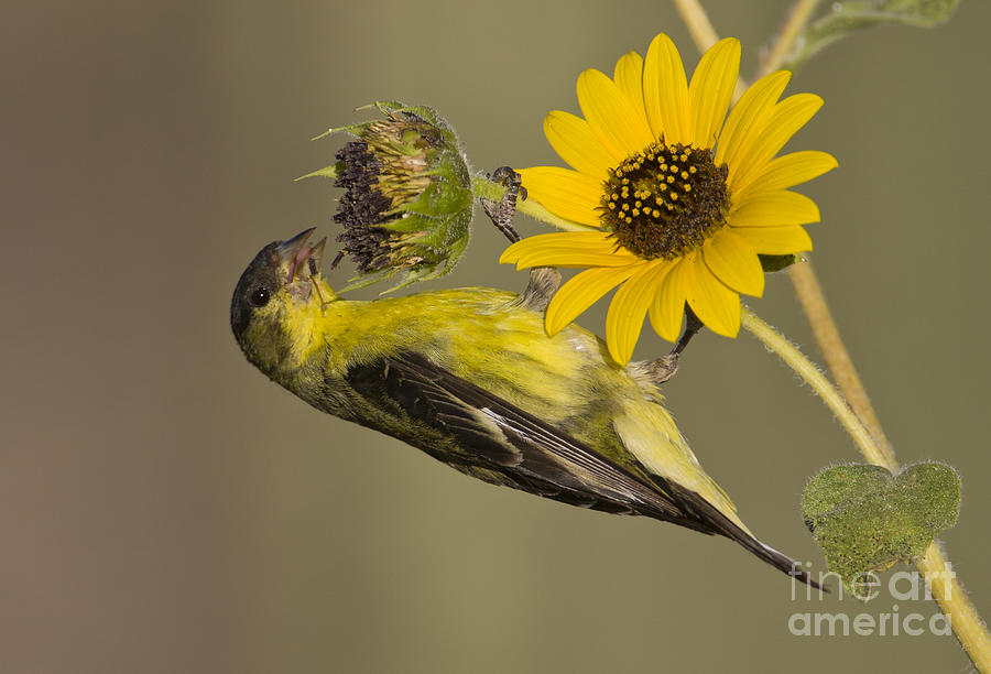 Lesser Goldfinch on sunflower Photograph by Bryan Keil