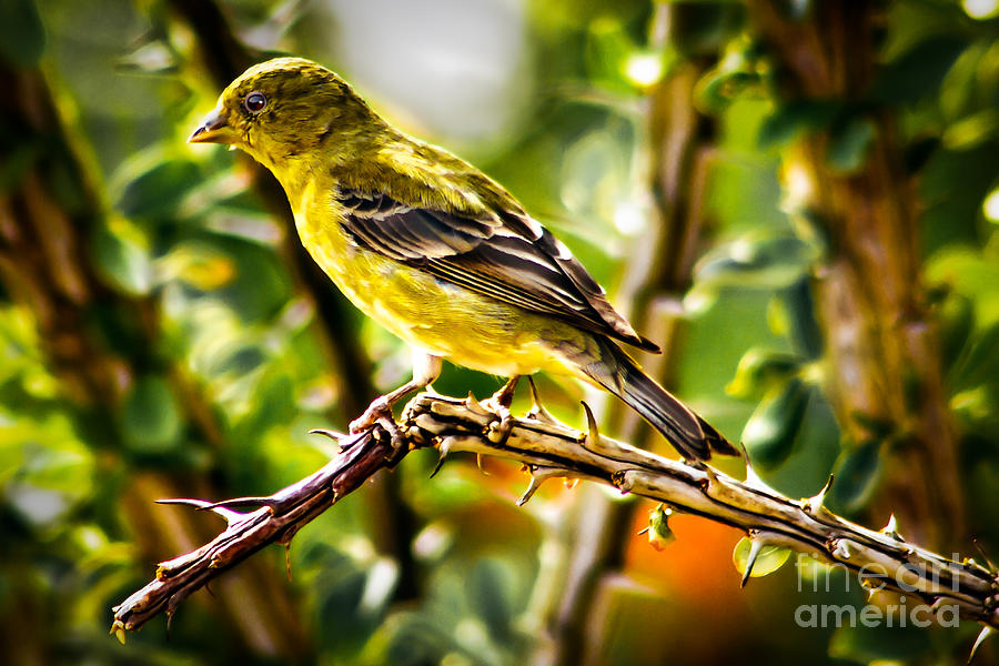 Bird Photograph - Lesser Goldfinch by Robert Bales