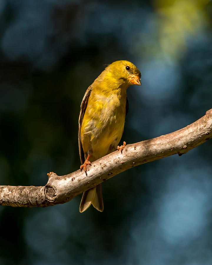 Lesser GolfFinch with Bokeh Photograph by William Sawtell - Fine Art ...