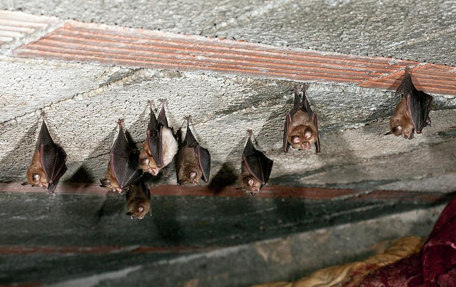 What Is The Lesser Horseshoe Bat