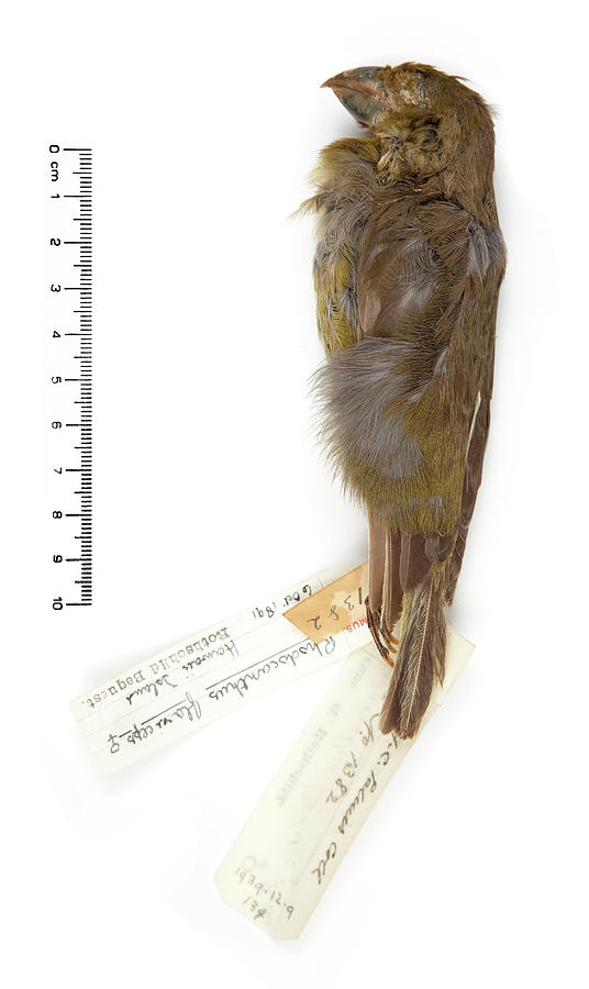 Wildlife Photograph - Lesser Koa-finch by Natural History Museum, London/science Photo Library