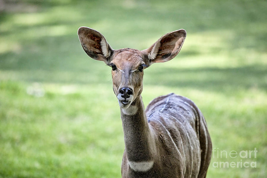 Mammal Photograph - Lesser Kudu by Douglas Barnard