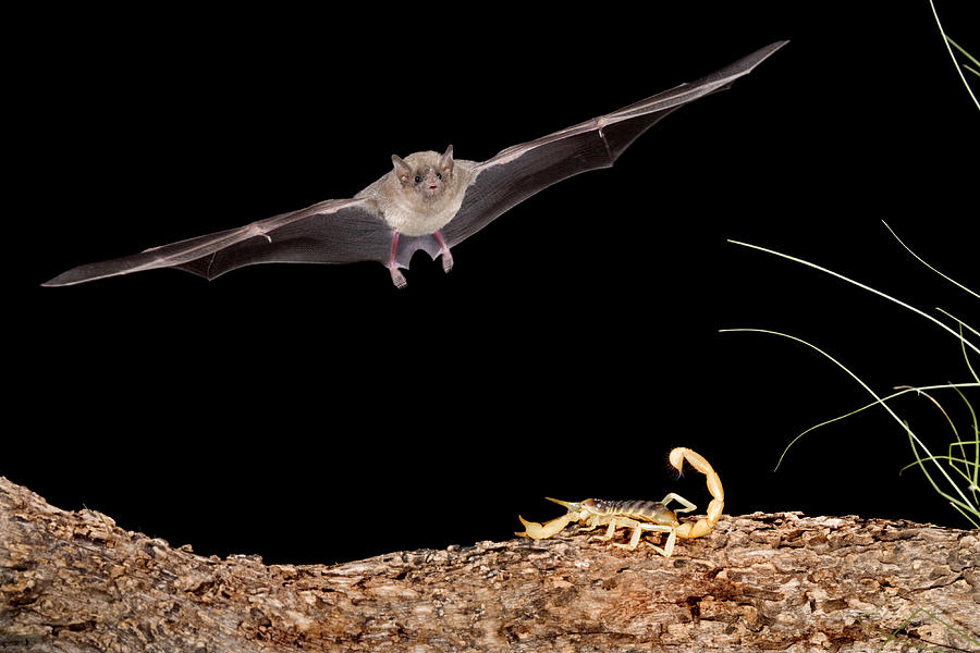 Lesser Long-nosed Bat Approaching Photograph by Tom Vezo