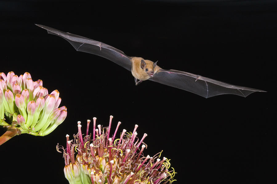 Lesser Long-nosed Bat Flying Photograph by Tom Vezo
