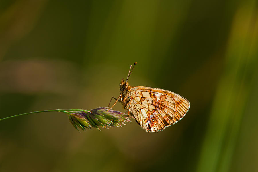 Lesser Marbled Fritillary Butterfly  Photograph by Torbjorn Swenelius
