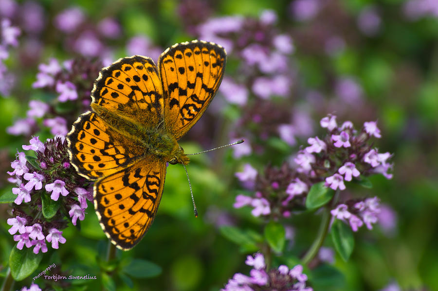 Lesser Marbled Fritillary  Photograph by Torbjorn Swenelius