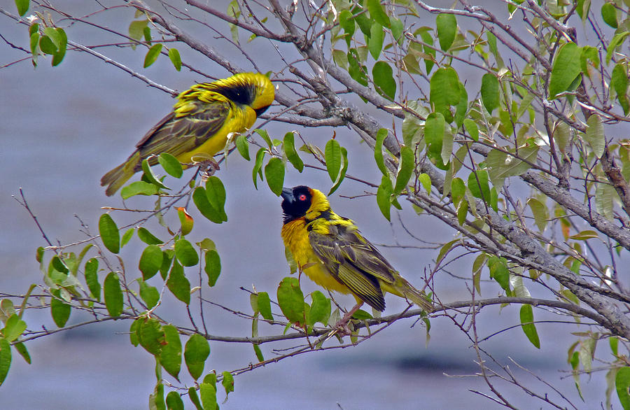 Lesser Masked Weaver Photograph by Tony Murtagh