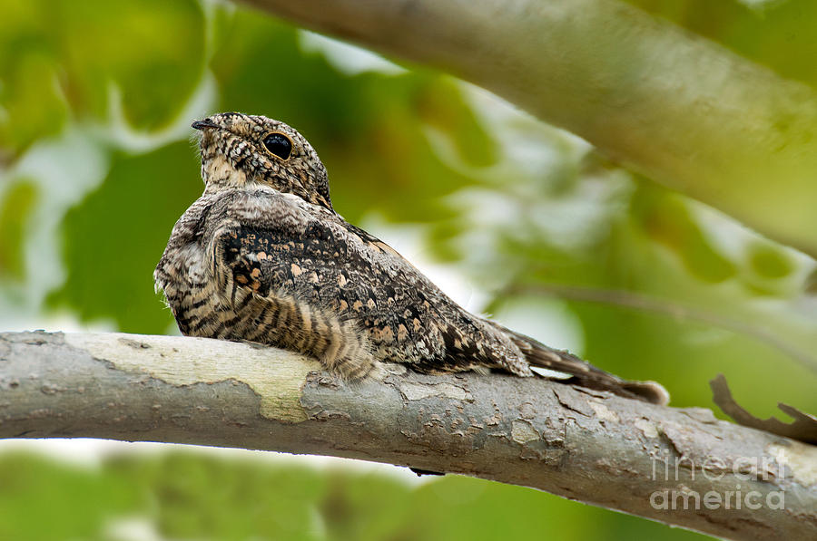 Wildlife Photograph - Lesser Nighthawk On Branch by Anthony Mercieca