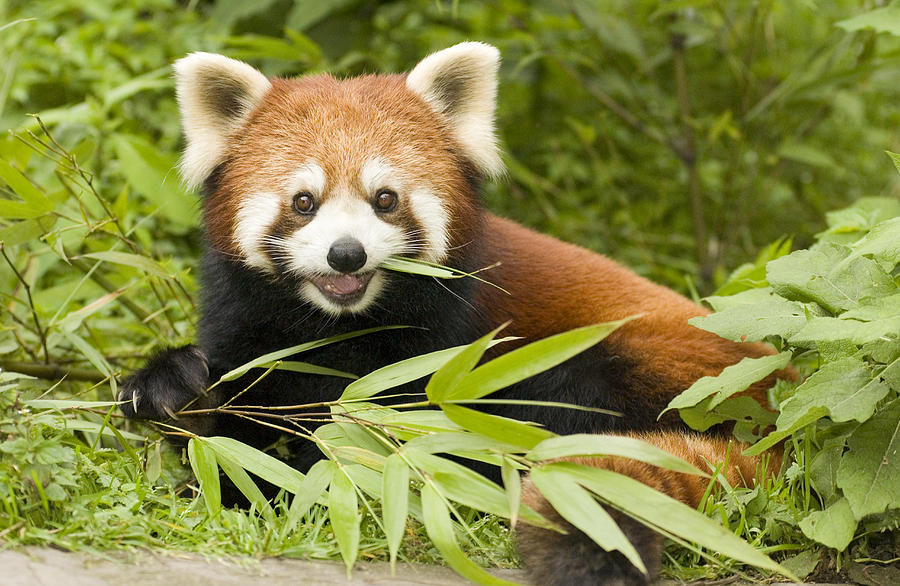 Lesser Panda Eating Bamboo Wolong China Photograph by Katherine Feng