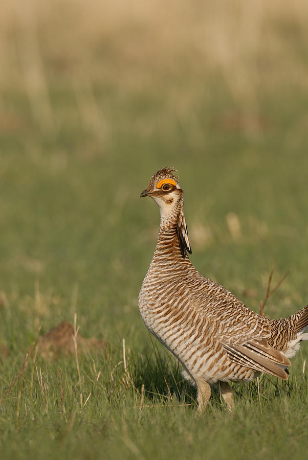 Lesser Prairie Chicken 1 Photograph by David Drew
