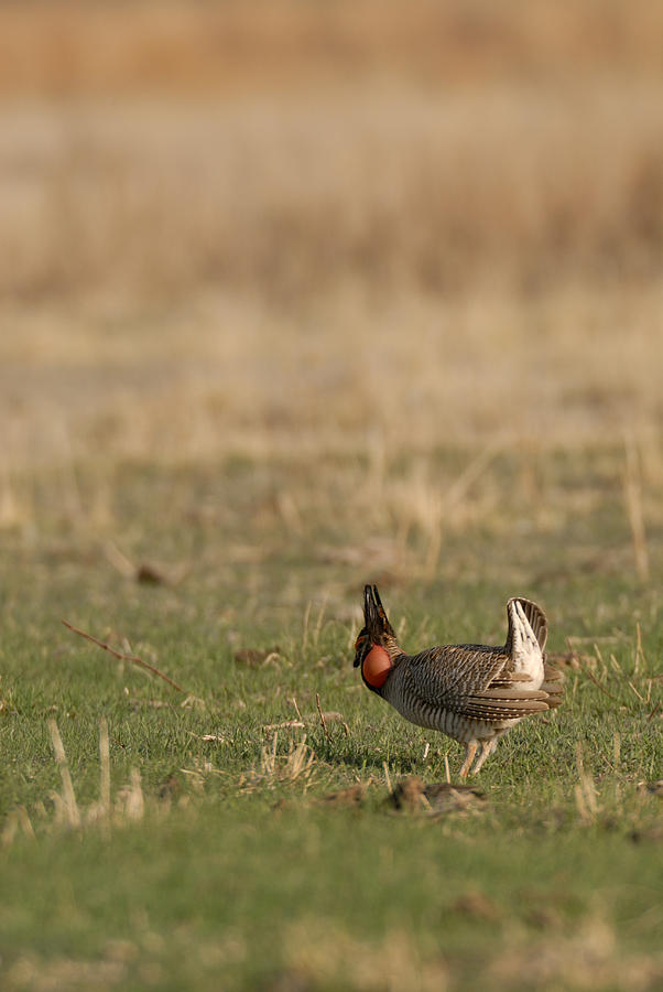 Lesser Prairie Chicken 3 Photograph by David Drew
